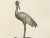Audsley, Cranes on Ornamental Base, 1884, Heliograph For Sale - Image 4 of 7