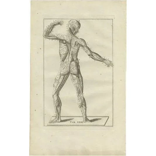 Bartolomeo Eustachi, Anatomy Illustration of the Muscular and Nervous System, 1798, Print For Sale - Image 6 of 6
