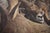 Carl Brenders "Rocky Kingdom - Bighorn Sheep" Signed Limited Edition Lithograph, 1992 For Sale - Image 4 of 10
