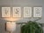 Mid-Century Modern Vintage Botanical Print Set of 4 - Authentic 1953 Prints For Sale - Image 3 of 5