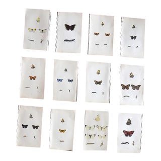 Antique 19th Century Hand Colored Butterfly Lithographs - Set of 12 For Sale