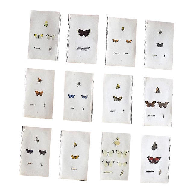 Antique 19th Century Hand Colored Butterfly Lithographs - Set of 12 For Sale