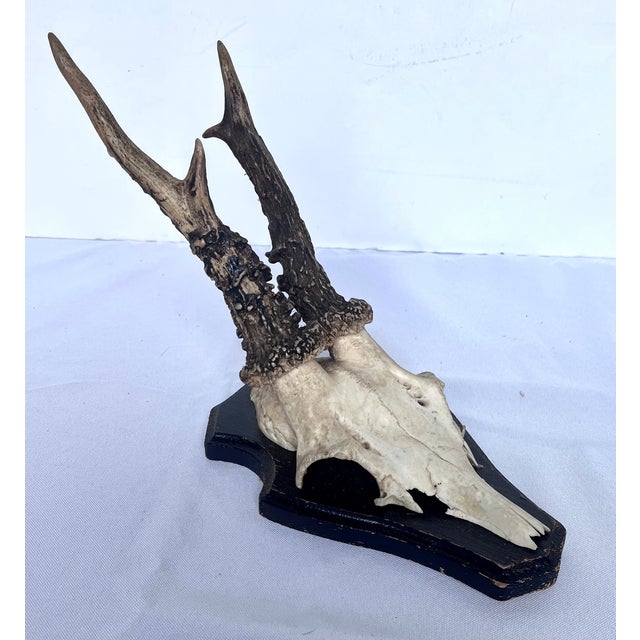 Vintage 1973 German Roe Deer Antler Mount With Matching Jawbone For Sale - Image 9 of 14