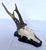 Vintage 1973 German Roe Deer Antler Mount With Matching Jawbone For Sale - Image 9 of 14