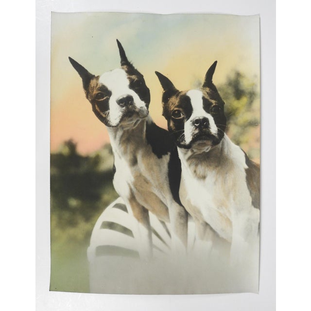 Early 20th century colortone advertising photograph of a pair of Boston Terrier dogs. Unsigned. Unframed, edge and corner...