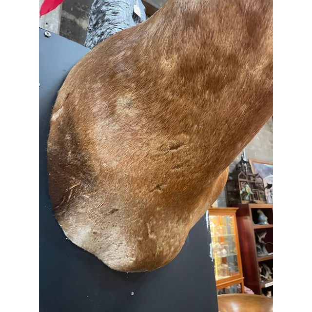 Large Vintage African Red Hartebeest Taxidermy Shoulder Mount For Sale - Image 10 of 10