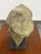 Plastic Resin Figural Head Sculpture For Sale - Image 7 of 12