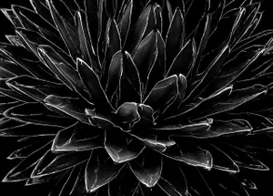 Ian Sanderson, Cactus, Black and White Photographic Fine Art Print, 1989