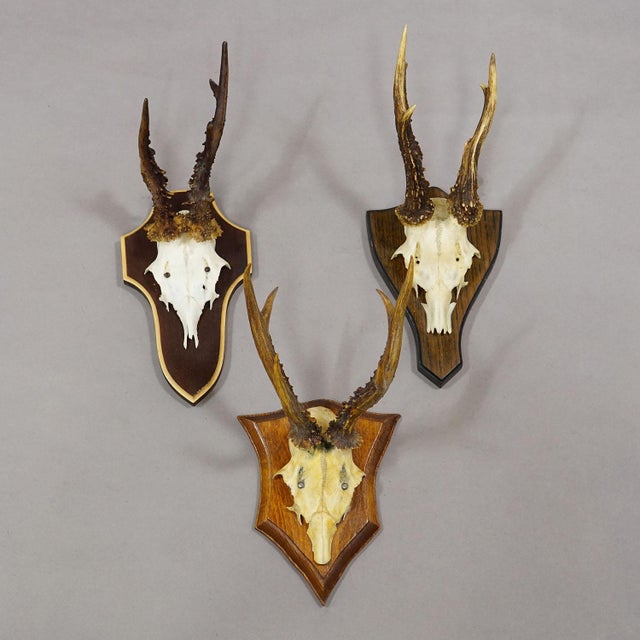 Rustic European Vintage Set of Six Roe Deer Trophies on Wooden Plaques Germany ca.1950/1960s For Sale - Image 3 of 8