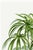 Not Yet Made - Made To Order Vintage Palm Tree Illustration, Botanical Art Print Reproduction by Denterghem, 24" X 36" For Sale - Image 5 of 10
