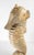 Antique White 20th Century Carved Folk Art Seahorse Figure in Distressed White Paint For Sale - Image 8 of 11
