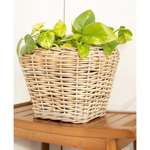 Tan Artifacts Rattan Square Tapered Planter with Black Plastic Insert, Natural, 11.5" For Sale - Image 8 of 10