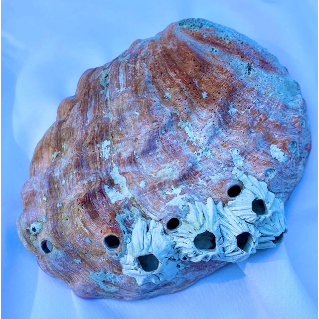 Large Mid 20th Century Red Abalone Shell, Haliotis Rufescens For Sale In San Francisco - Image 6 of 13