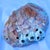Large Mid 20th Century Red Abalone Shell, Haliotis Rufescens For Sale In San Francisco - Image 6 of 13