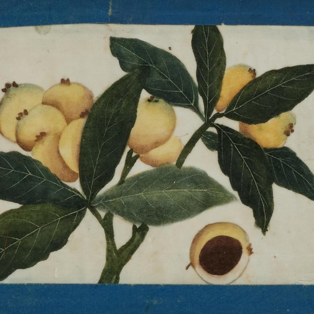 Paper Set of Nine Antique Chinese Botanical Fruit Paintings on Pith Paper For Sale - Image 7 of 18
