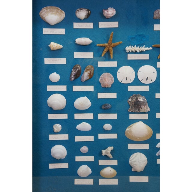 Late 20th Century Nautical Ocean Seashell Coral Fish Theme Shadowbox Display Fossil Specimens 25" For Sale - Image 4 of 11