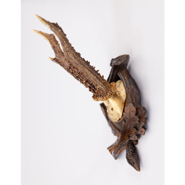 A fine antique roe deer antler horns hunting trophy on a carved black forest plaque, circa 1900. The plaque is hand carved...