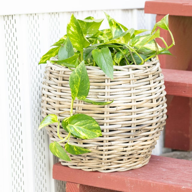 Wood Artifacts Rattan Round Belly Planter with Black Plastic Insert, Natural, 13" For Sale - Image 7 of 9