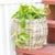 Wood Artifacts Rattan Round Belly Planter with Black Plastic Insert, Natural, 13" For Sale - Image 7 of 9