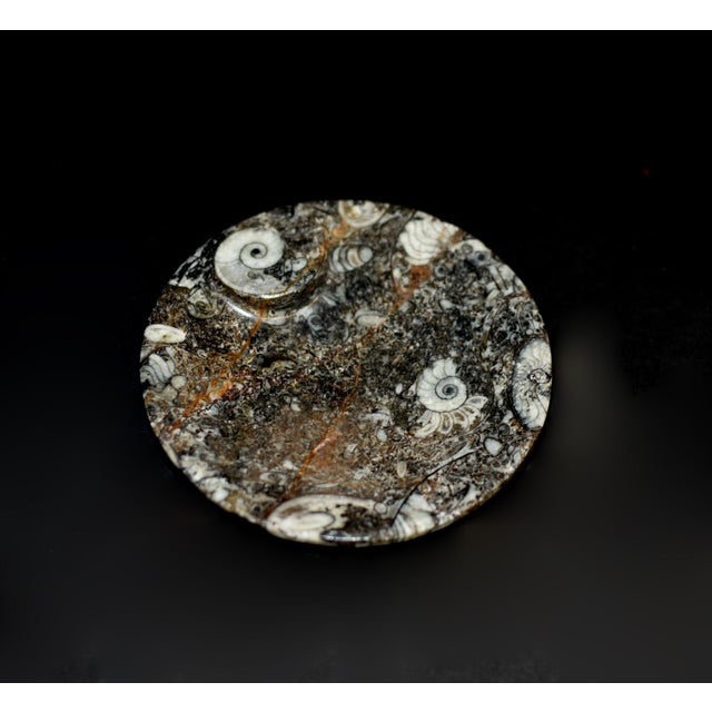 Pair Ammonite Plates Fossil Millions Years Natural Finely Crafted For Sale - Image 11 of 13