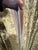 Fortuny Fortuny Vivaldi Drapery Panels From a Thad Hayes–Designed Manhattan Residence For Sale - Image 4 of 12