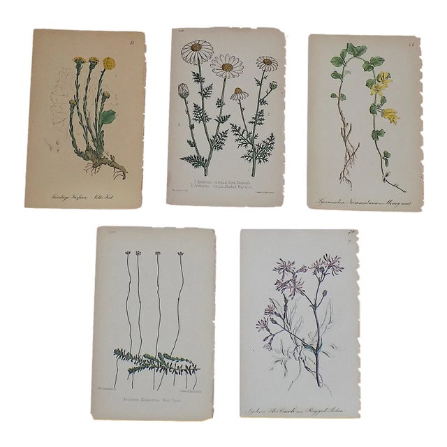 Antique 19th Century Hand Colored Botanical Lithographs - Set of 5 For Sale