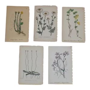 Antique 19th Century Hand Colored Botanical Lithographs - Set of 5