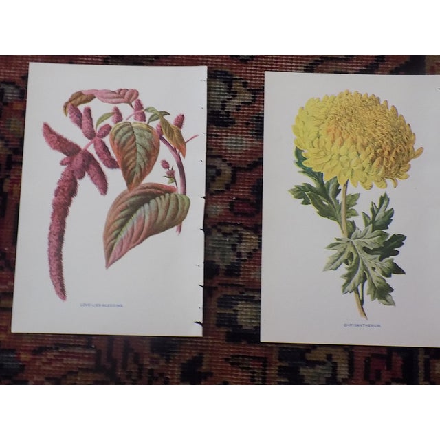Late 19th Century Authentic Antique 19th Century Edward Hulme Botanical "Garden Flowers" Lithographs - Set of 12 - Super Price! For Sale - Image 5 of 9