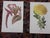 Late 19th Century Authentic Antique 19th Century Edward Hulme Botanical "Garden Flowers" Lithographs - Set of 12 - Super Price! For Sale - Image 5 of 9