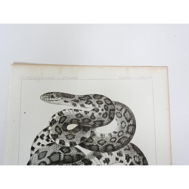 Antique mid 19th century lithograph on paper of snake book plate. Published by the US Pacific Railroad Exploration and...