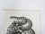 Antique mid 19th century lithograph on paper of snake book plate. Published by the US Pacific Railroad Exploration and...