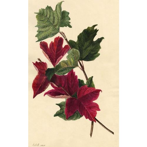 E.B.R., Red Maple Leaf Study, 1830, Watercolour For Sale - Image 4 of 4