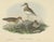 John Gould, Pectoral Sandpiper, 1870s, Paper For Sale - Image 3 of 5