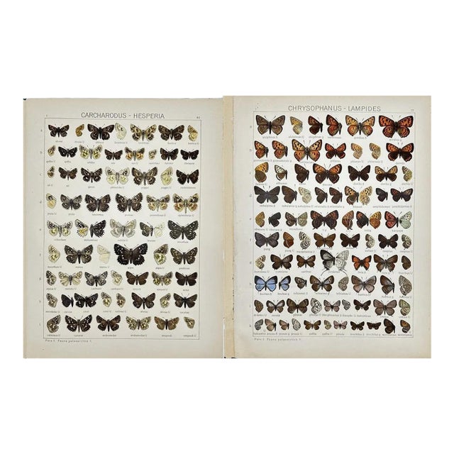 1910s Adalbert Seitz Butterfly Prints – Carcharodus - Hesperia & Chrysophanus - Lampides (C. 1909–1915), Set of 2 For Sale