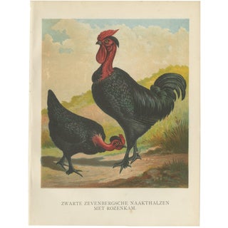 After Förster, Black Zevenbergen Naked Neck Chickens, 1888, Print For Sale