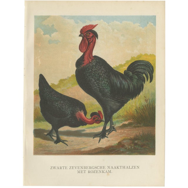 After Förster, Black Zevenbergen Naked Neck Chickens, 1888, Print For Sale