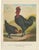 After Förster, Black Zevenbergen Naked Neck Chickens, 1888, Print For Sale