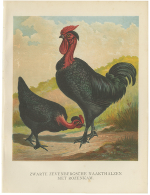 After Förster, Black Zevenbergen Naked Neck Chickens, 1888, Print