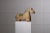Antique Wooden Animal Horse Sculpture For Sale - Image 4 of 9