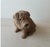 1980s 1986 Shar Pei Dog Sculpture Sandicast For Sale - Image 5 of 12