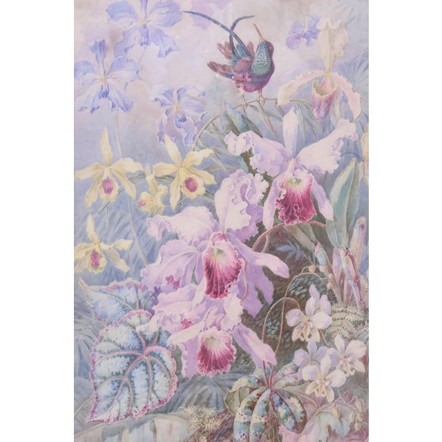 Paper Exquisite Orchid & Hummingbird Watercolor by William Morley, Antique Oversize For Sale - Image 7 of 10
