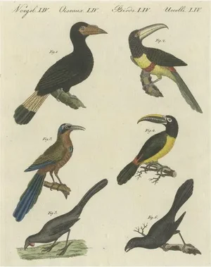 Bertuch, Various Birds Including The Aracari Toucan, Print