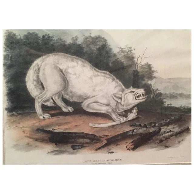 Antique 19th Century John James Audubon Large Folio Hand Colored Lithograph White American Wolf Philadelphia 1845 Plate 72 For Sale - Image 4 of 9
