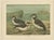 Ornithology Illustrations of Arctic & European Birds, 1890, Prints, Set of 6 For Sale - Image 5 of 10