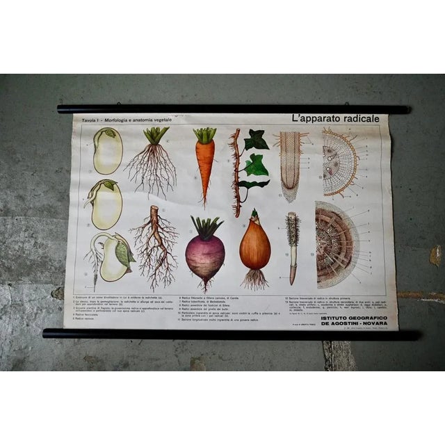 Vintage Biology Poster, 1963 For Sale - Image 11 of 11