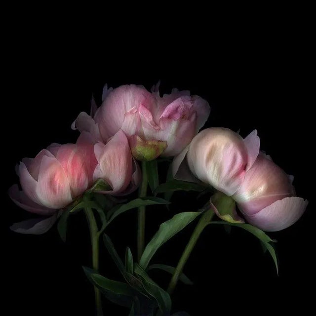 Magda Indigo, Reminders of Summer\. Pennies, Photographic Paper, in Flawless conditions. Designed from 2000 This piece has...