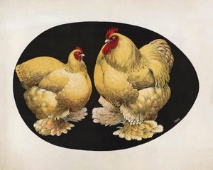 Vintage Reproduction Victorian Chicken Print