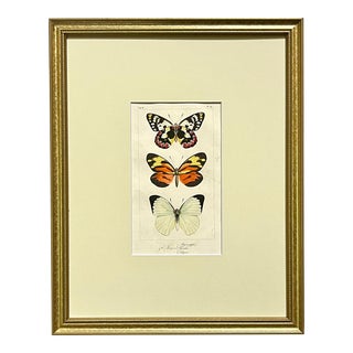 Antique Original French Butterfly Print Hand Color Paris 1835 by Lucas For Sale