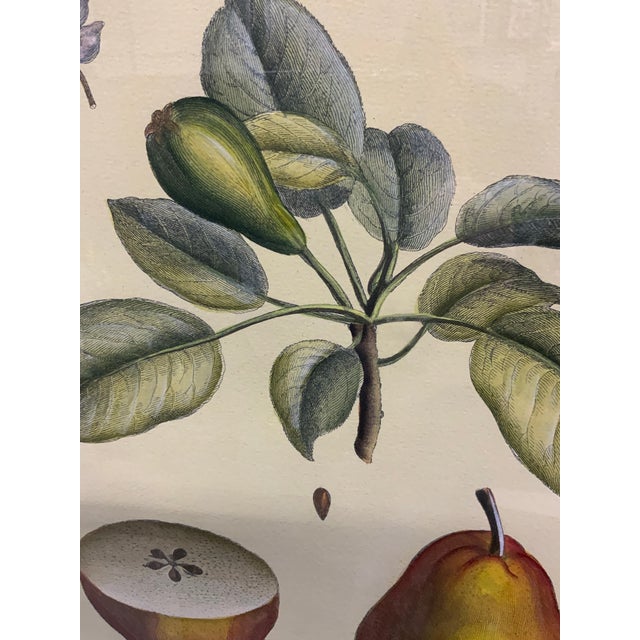 “Pomona Gallica” Hend Colored French Botanical Restrake Etching For Sale - Image 4 of 11
