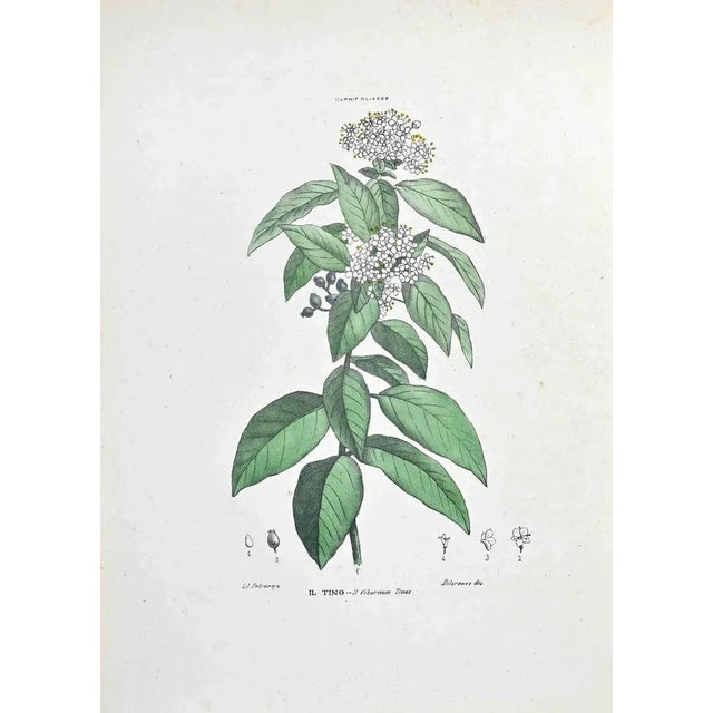Lithograph hand watercolored. Plate from "Atlante di Botanica popolare ossia Illustrazione di Piante Notevoli di ogni...